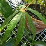 Begonia luxurians Leht