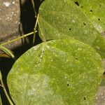 Desmodium purpusii Hoja