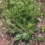 Plantago virginica Blatt