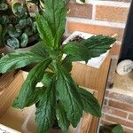 Stevia rebaudiana Blatt