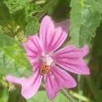 Malva sylvestrisFlower