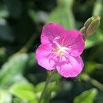 Oenothera rosea Flor