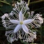 Trichosanthes cucumerina Flower