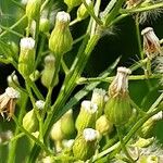 Conyza canadensis Плод