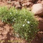 Launaea lanifera عادت داشتن