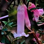 Epacris impressa 花