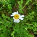 Anthemis cotula പുഷ്പം