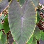 Colocasia esculentaLeaf