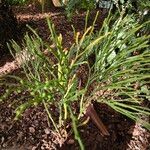 Psilotum nudum Leaf