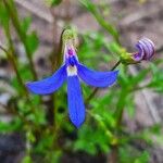Lobelia rhombifolia Flor