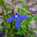 Lobelia rhombifolia