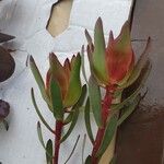 Leucadendron salignum Blad