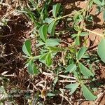 Crotalaria incana Лист