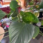 Philodendron davidsonii Folha