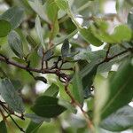 Psorospermum febrifugum Blatt