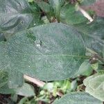 Barleria strigosa Leaf