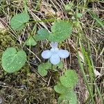 Cymbalaria aequitriloba Flower