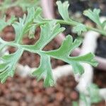 Pelargonium acetosum Leaf