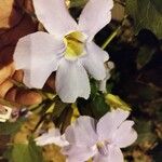 Thunbergia grandiflora Cvet