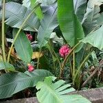 Musa velutina Flower