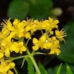 Descurainia tanacetifolia Fleur