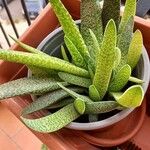 Gasteria carinata Leaf