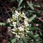 Daphne gnidium Квітка