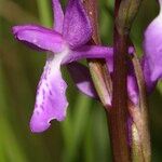 Anacamptis palustris Fiore