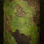 Abarema jupunba Ŝelo