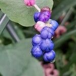 Persicaria perfoliata फल