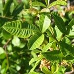 Searsia longipes Leaf