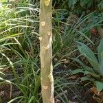 Plumeria obtusa Bark