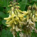 Astragalus frigidus Kvet