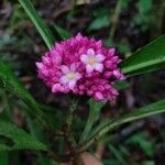 Ardisia opegrapha Flower