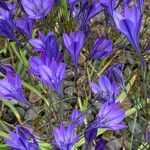 Triteleia laxa പുഷ്പം