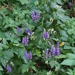 Aconitum variegatum عادت داشتن