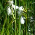 Eriophorum latifolium 樹皮