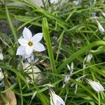 Ipheion uniflorum Flor