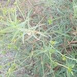 Euphorbia terracina Habitus