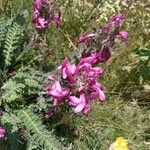 Pedicularis gyroflexa Цветок