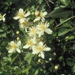 Clematis ligusticifolia 花