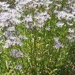 Aster tataricus Hábitos