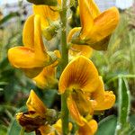 Crotalaria mitchellii Цветок