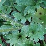 Saxifraga granulata Leaf