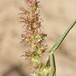 Cenchrus longispinus Fruit