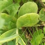 Hylotelephium spectabile Folha