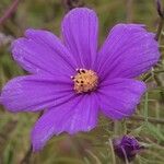 Cosmos bipinnatus Blüte