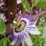 Passiflora caeruleaFlower