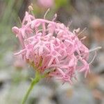 Centranthus angustifolius Λουλούδι