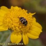 Anthemis chrysantha Цвят